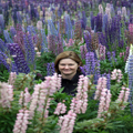 Lupines