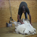 Shearing 2 — Coming Clean