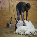 Shearing 3 — Almost Done