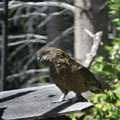 Kea (Mischievous Mountain Parrot), in the Park
