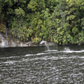 Dolphins in Doubtful Sound, 2