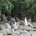 Penguin With Surly Chicks and Curious Gull