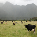 Cows of the Misty Mountains