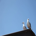 Rooftop Gulls