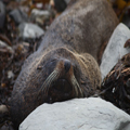 Snoozing Seal