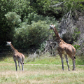 Giraffe Calf and Mother, Tunu