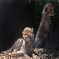 Cheetah Cubs, 2