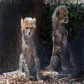 Cheetah Cubs, 3