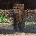 Walking Cheetah Cub, 1