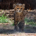 Walking Cheetah Cub, 2