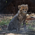 Timid Cheetah Cub, 1