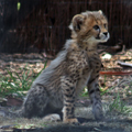Timid Cheetah Cub, 2