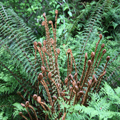 Forest of Fiddleheads