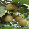 Kiwis on the Vine