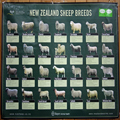 Sheep, 29 Different Ones