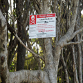 Do NOT Let Your Dog Climb This Tree