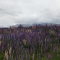 Lupines