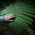 Green Side of a Silver Fern