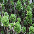 Succulents, Dunedin