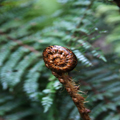 Koru