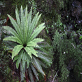 Ring of Fern