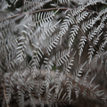 Silvery Fern